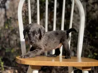 Presley (F1B), a male Labradoodle for sale in Newnan, GA – Photo 9 of 9