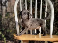Presley (F1B), a male Labradoodle for sale in Newnan, GA – Photo 7 of 9