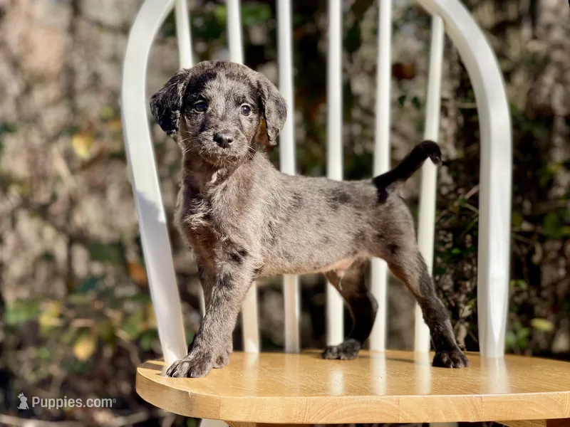 Presley (F1B), a male Labradoodle for sale in Newnan, GA – Photo 1 of 9