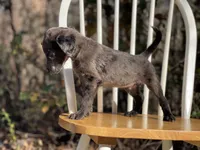 Presley (F1B), a male Labradoodle for sale in Newnan, GA – Photo 8 of 9