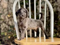 Presley (F1B), a male Labradoodle for sale in Newnan, GA – Photo 4 of 9
