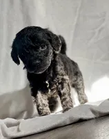 Ellie (F1B), a female Labradoodle for sale in Newnan, GA – Photo 1 of 2