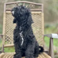 Bear (F1B), a male Labradoodle for sale in Newnan, GA – Photo 5 of 10