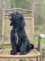 Bear (F1B), a male Labradoodle for sale in Newnan, GA – Photo 5 of 10