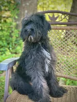 Bear (F1B), a male Labradoodle for sale in Graham, AL – Photo 8 of 10