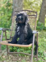 Bear (F1B), a male Labradoodle for sale in Graham, AL – Photo 6 of 10
