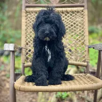 Bear (F1B), a male Labradoodle for sale in Newnan, GA – Photo 8 of 10