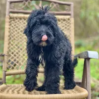Bear (F1B), a male Labradoodle for sale in Newnan, GA – Photo 6 of 10