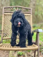Bear (F1B), a male Labradoodle for sale in Newnan, GA – Photo 6 of 10