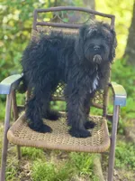 Bear (F1B), a male Labradoodle for sale in Graham, AL – Photo 9 of 10