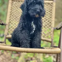 Bear (F1B), a male Labradoodle for sale in Newnan, GA – Photo 7 of 10