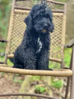 Bear (F1B), a male Labradoodle for sale in Newnan, GA – Photo 7 of 10