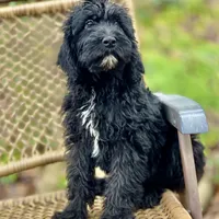 Bear (F1B), a male Labradoodle for sale in Newnan, GA – Photo 3 of 10
