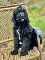 Bear (F1B), a male Labradoodle for sale in Newnan, GA – Photo 3 of 10