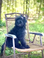 Bear (F1B), a male Labradoodle for sale in Graham, AL – Photo 10 of 10