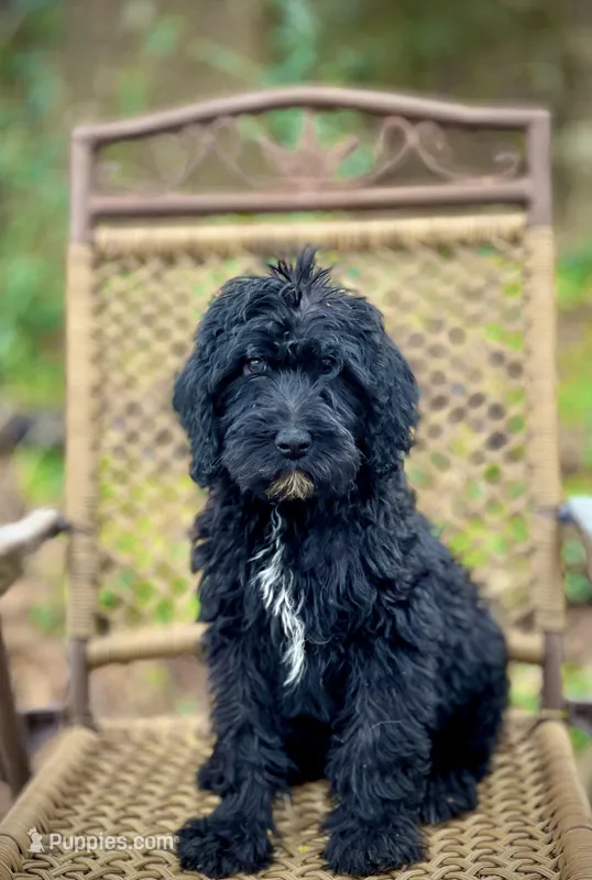 Bear (F1B), a male Labradoodle for sale in Newnan, GA – Photo 1 of 10