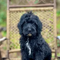 Bear (F1B), a male Labradoodle for sale in Newnan, GA – Photo 1 of 10