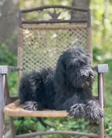 Bear (F1B), a male Labradoodle for sale in Graham, AL – Photo 1 of 10