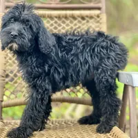 Bear (F1B), a male Labradoodle for sale in Newnan, GA – Photo 9 of 10