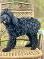 Bear (F1B), a male Labradoodle for sale in Newnan, GA – Photo 9 of 10