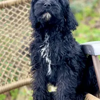 Bear (F1B), a male Labradoodle for sale in Newnan, GA – Photo 4 of 10