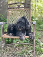 Bear (F1B), a male Labradoodle for sale in Graham, AL – Photo 5 of 10