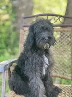 Bear (F1B), a male Labradoodle for sale in Graham, AL – Photo 4 of 10