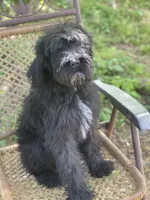 Bear (F1B), a male Labradoodle for sale in Graham, AL – Photo 2 of 10