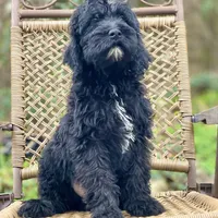 Bear (F1B), a male Labradoodle for sale in Newnan, GA – Photo 10 of 10