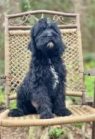 Bear (F1B), a male Labradoodle for sale in Newnan, GA – Photo 10 of 10
