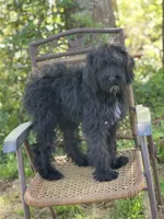 Bear (F1B), a male Labradoodle for sale in Graham, AL – Photo 7 of 10