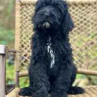 Bear (F1B), a male Labradoodle for sale in Newnan, GA – Photo 2 of 10