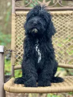 Bear (F1B), a male Labradoodle for sale in Newnan, GA – Photo 2 of 10