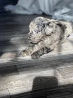 Daphne, a female Labradoodle for sale in Newnan, GA – Photo 3 of 10