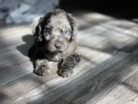 Daphne, a female Labradoodle for sale in Newnan, GA – Photo 8 of 10