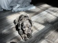 Daphne, a female Labradoodle for sale in Newnan, GA – Photo 2 of 10