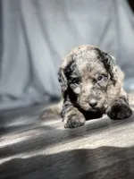 Daphne, a female Labradoodle for sale in Newnan, GA – Photo 6 of 10