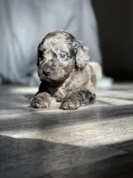 Daphne, a female Labradoodle for sale in Newnan, GA – Photo 10 of 10