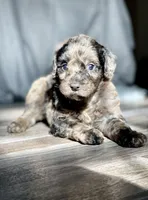 Daphne, a female Labradoodle for sale in Newnan, GA – Photo 7 of 10
