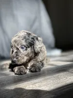 Daphne, a female Labradoodle for sale in Newnan, GA – Photo 5 of 10