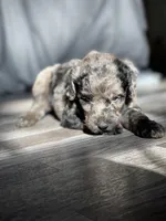 Daphne, a female Labradoodle for sale in Newnan, GA – Photo 4 of 10