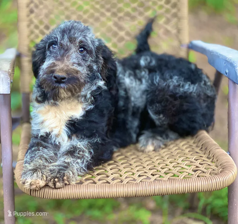 Maggie (F1B) – Labradoodle puppy for sale in Newnan, GA