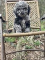 Duke (F1B), a female Labradoodle for sale in Newnan, GA – Photo 3 of 10