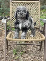 Duke (F1B), a female Labradoodle for sale in Newnan, GA – Photo 10 of 10
