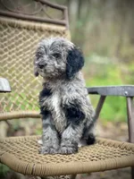 Duke (F1B), a female Labradoodle for sale in Newnan, GA – Photo 7 of 10