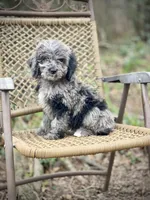 Duke (F1B), a female Labradoodle for sale in Newnan, GA – Photo 8 of 10
