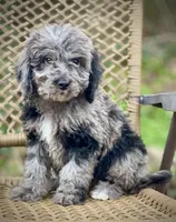 Duke (F1B), a female Labradoodle for sale in Newnan, GA – Photo 2 of 10