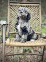 Duke (F1B), a female Labradoodle for sale in Newnan, GA – Photo 6 of 10