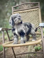 Duke (F1B), a female Labradoodle for sale in Newnan, GA – Photo 5 of 10