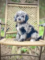 Duke (F1B), a female Labradoodle for sale in Newnan, GA – Photo 9 of 10